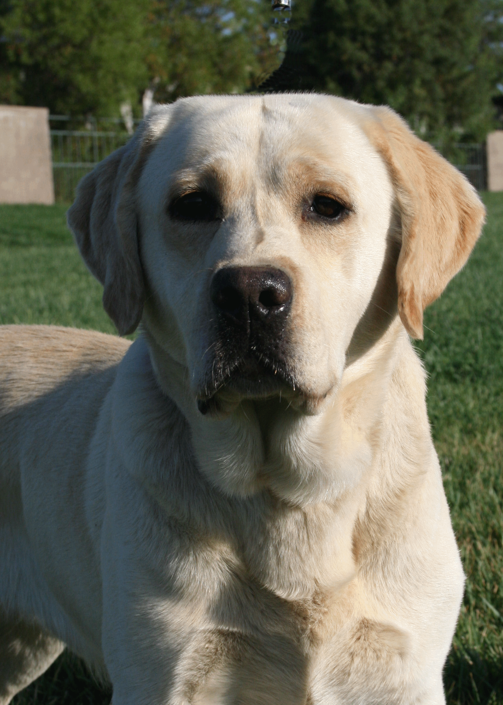 Yellow lab at stud, CA