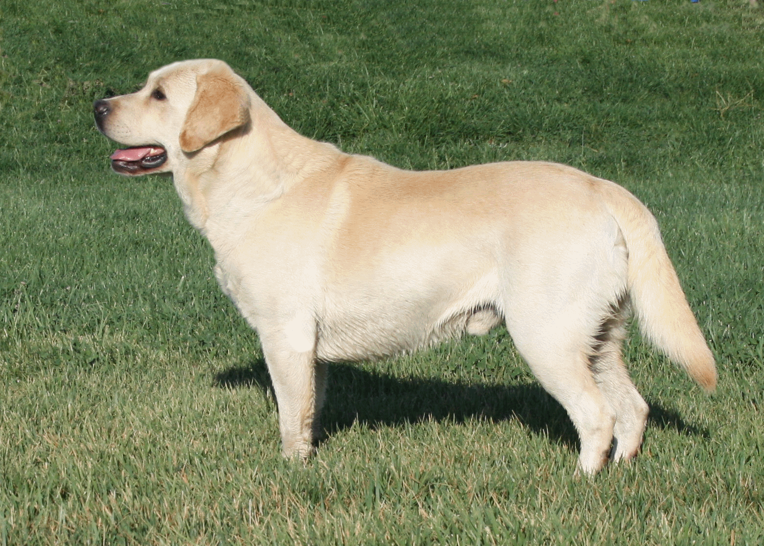 English Yellow Labrador Retriever [] Lunawsome