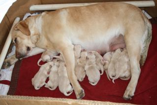 Yellow lab puppies, Ca breeders