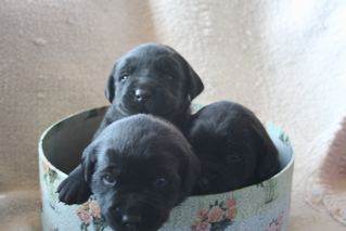 Black Labs, Ca