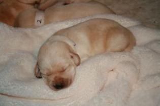 Central California Coast breeders of Yellow Labs