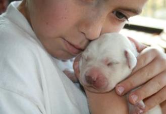 Yellow Lab puppies too cute, California