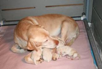 Yellow Lab puppies, Ca breeders