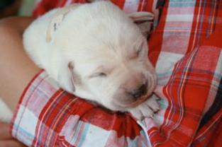 Labrador Retrievers, CALIFORNIA