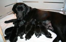 English Black lab puppies, Ca breeders