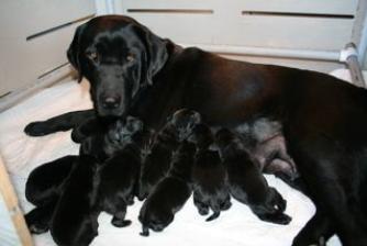 English Labrador retrievers, Ca